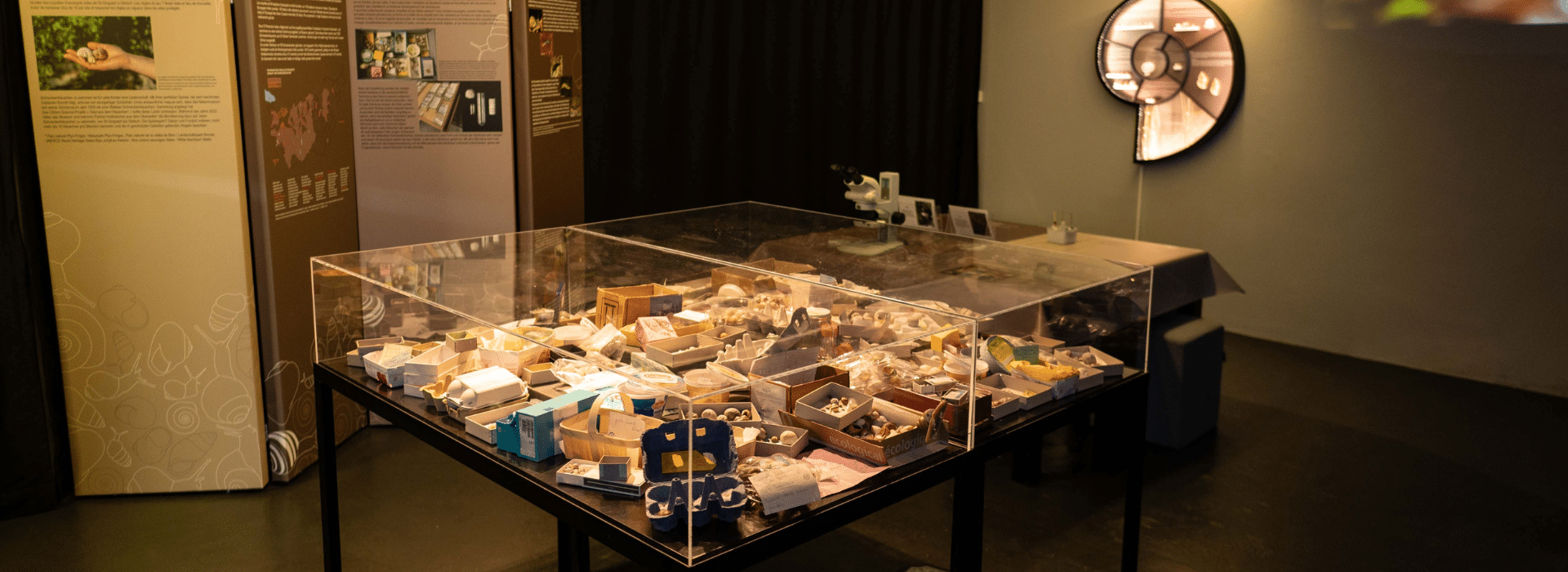 Ramène ta coquille © Musées cantonaux du Valais, Sion. Photo : Colin Sauthier