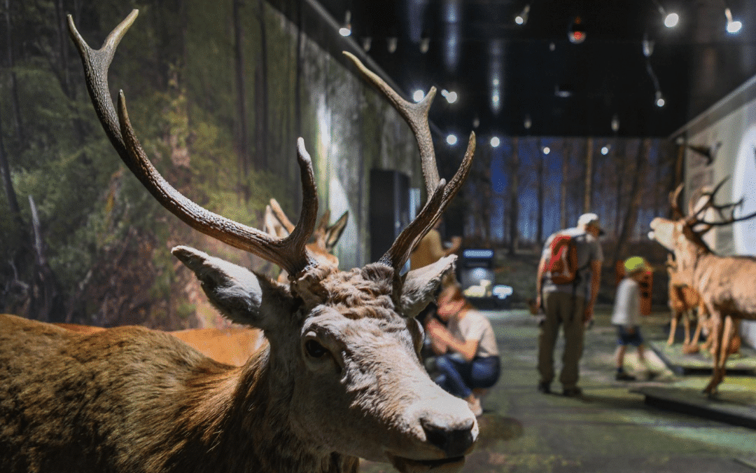 À la découverte du Musée de la nature du Valais