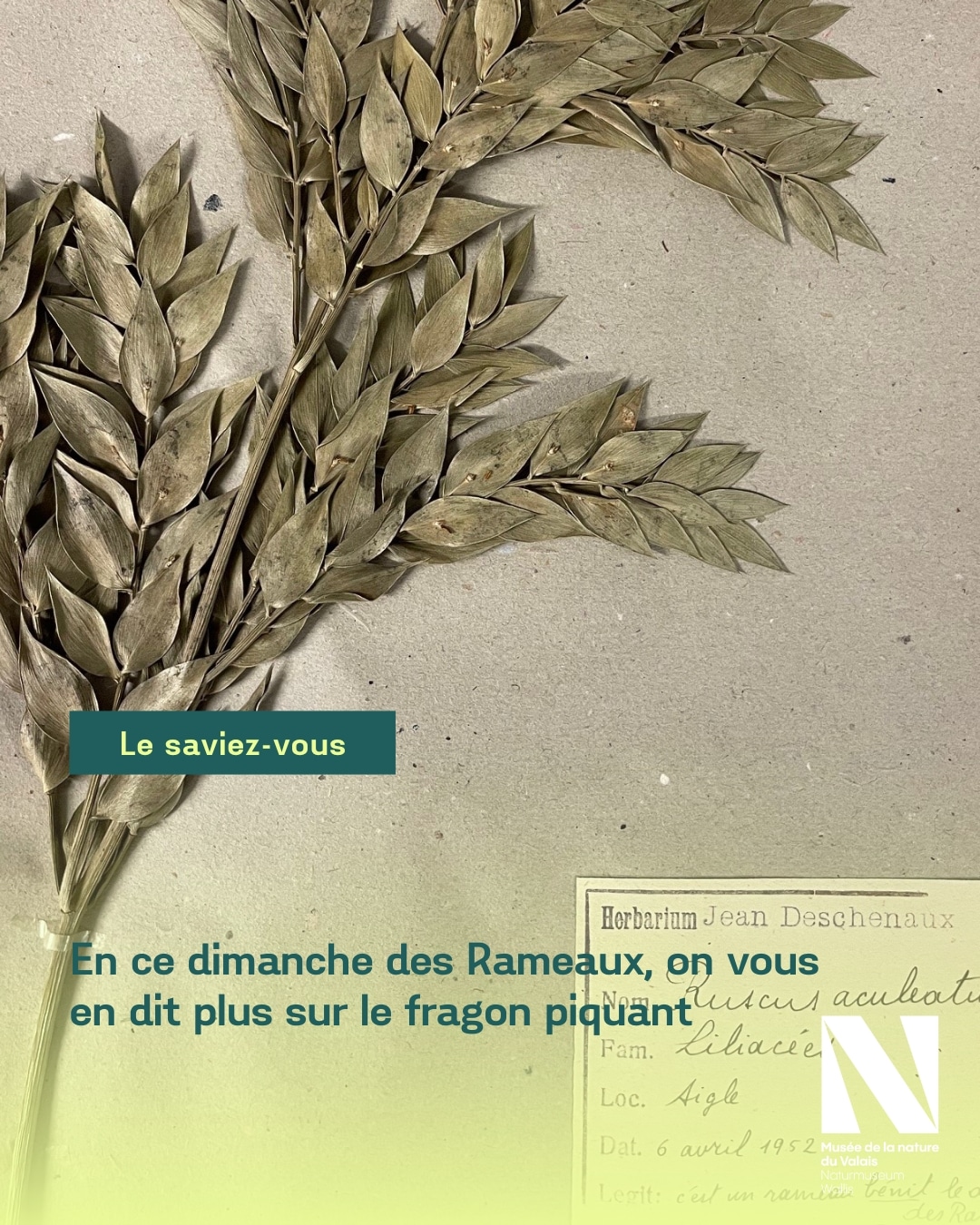Le fragon piquant (Ruscus aculeatus L.) de l'herbier du chanoine Deschenaux de l’Abbaye de St-Maurice. Musée de la nature du Valais. Musées cantonaux du Valais. Photo : Jacqueline Détraz-Méroz
